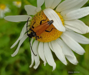 Paracorymbia_fulva
